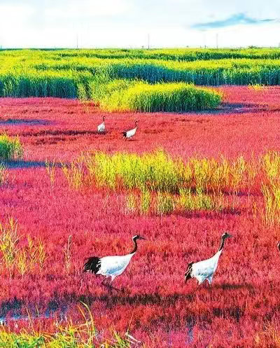 上级媒体看盘锦 | 人民日报：红海滩上风景好