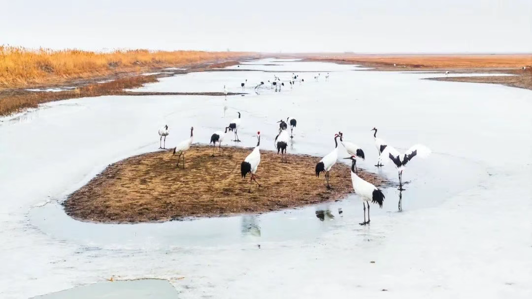 珍稀候鸟与斑海豹共绘生态美！CGTN聚焦盘锦生态图···